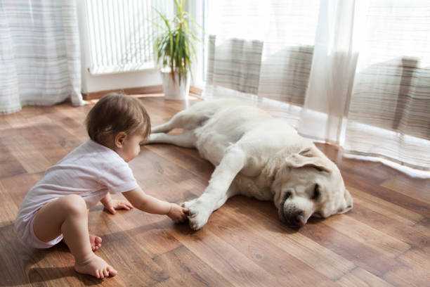 Pet friendly | Bowlings Flooring