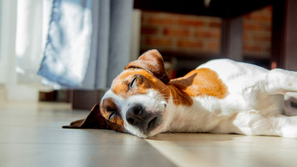 Dog sleeping on laminate flooring | Bowling's Flooring LLC